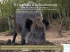 Il Cinghiale e la Biodiversità