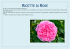 Scarica le ricette