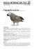 Pappagallo cenerino Psittacus erithacus