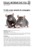 Il ratto come animale da compagnia
