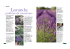 Lavanda - Aboutgarden