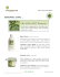 Olio d`Oliva DOC Provenza