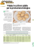 Patata: le cultivar adatte per la produzione biologica