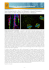 New Developments in Stem Cell Research: induced Pluripotent