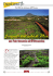 I vigneti dell`isola di Pico,
