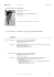 Curriculum Vitae LUIGI SCHILLACI