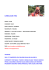 curriculum italiano roma