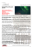 Caccia all`Aurora Boreale Islanda
