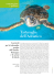 Tartarughe dell`Adriatico