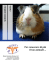 Cavia - Clinica Veterinaria Omniavet