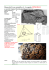 Goethite,Ossidi.prov.Miniere di Brosso(To) scheda n 42
