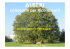Alberi 2a