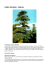Scheda descrittiva Cedro - Cedrus Libanii