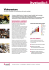 Brochure Videorestore
