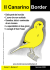 Il Canarino Border - Border Canary Club Italiano