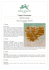 Classical Cambogia
