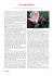 Il re delle ROSE - apeiron editori