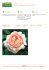 Rosa Ambridge Rose (David Austin)