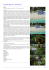 The Reef Playacar