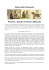 Storia della Falconeria Presente e passato di un`arte millenaria