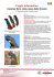 Information Sheet - Forest Red-tailed Black
