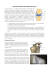 TRAUMI ARTICOLARI TIPICI DEL JUDO