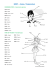 BODY – Corpo / Corporatura