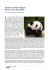 Anche la nostra lingua finirà come il panda?