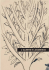 l` albero e l`arabesco