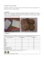 BISCOTTO ALLE NOCCIOLE Ingredienti: zucchero di canna