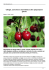 Ciliegie, come fare la marmellata e altre