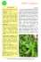 Silene vulgaris - Piante spontanee in cucina.info