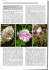 Le vie delle rose