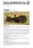 Coniglio - Protezione Svizzera degli Animali PSA