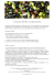 La Raccolta delle Olive a Castiglion del Bosco