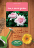 Le rose - Viridea