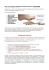 Leggi tutto l`articolo - Fisiolifetherapy Fisioterapia e tecniche