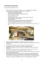 Parte 5 - ASL 13