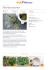 Ricetta Pesto alla Genovese