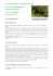 Nome comune: GRILLO CAMPESTRE (Inglese