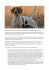 Il rapporto del cane con il cacciatore secondo la tradizione e gli