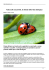 Tutto sulle coccinelle, le alleate della lotta biologica