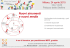 MBTI 2015 - Primo incontro per practitioners