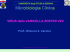 Microbiologia Clinica - Sezione di Microbiologia