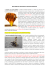 (rosso= mettere link a glossario) immagine: http://img182