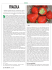 fragola - Plantgest.com