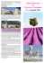 Visita d`istruzione in Provenza e Camargue 21