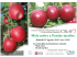 Diapositiva 1 -