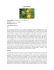 calendula