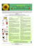 Locandina Girasole V.15 [modalità compatibilità]